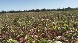 74-year-old Gwanda Farmer Reaps Big Sorghum Harvest, His Maize Crop A Total Write-off