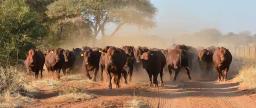 80 000 Cattle Vaccinated Against Anthrax