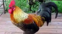 Cock Kills Woman In Chief Zimunya Area