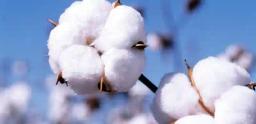 Cotton Marketing Season Extended