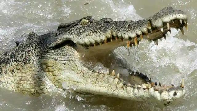 Crocodiles Kill 2 People In Mhangura