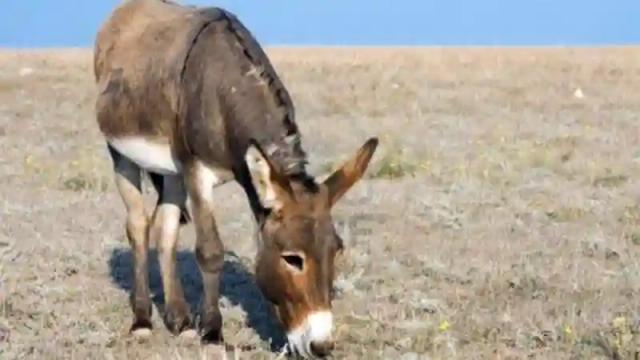 Donkey Meat Rumours: Residents Urged To Buy Meat From Reputable Butcheries