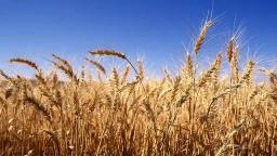 Farmers Rejoice Over New Wheat Producer Prices