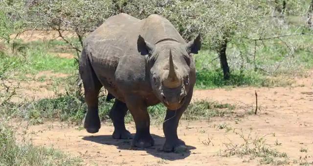 Gonarezhou National Park To Reintroduce Rhinos