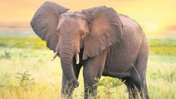 Hwange Woman Airlifted To Bulawayo Hospital After Elephant Attacked