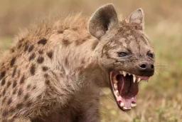 Hyenas And Jackals Threaten Livestock In Bulilima