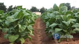 Hurungwe Tobacco Farmer In Court For Side Marketing