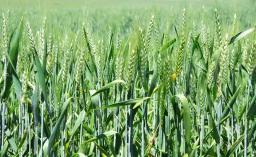 Load Shedding Threatens Winter Wheat
