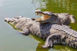 Man Fatally Attacked By Crocodiles On Zambezi River