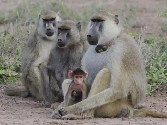 Marauding Baboons Terrorise Hwange Villagers