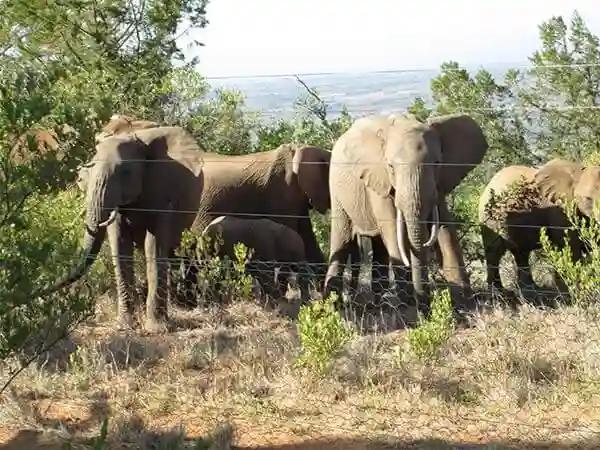 Marauding Elephants Spark Fear In Plumtree