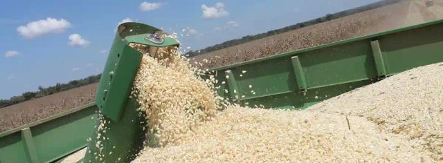 Millers Pledge To Deal With Suppliers Of Underweight Mealie Meal