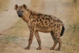 Mnangagwa Offers To "Donate" Hyenas To Russia