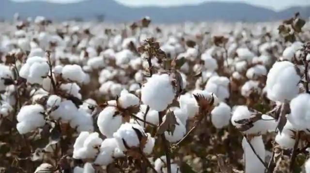 Police, COTTCO Vow Stern Action Against Cotton Farmers Involved Side Marketing