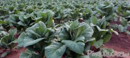 Russia-Ukraine War Threatens Tobacco Production In Zimbabwe