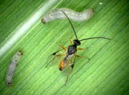 Scout fields daily for pests, Joseph Made tells farmers