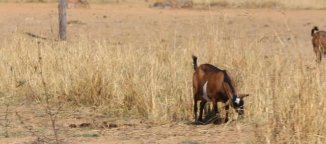 Suspected Cattle Rustler To Eat Raw Stolen Goat Meat At Police Station