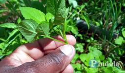 Unregulated Use Of Herbal Medicine A “Ticking Time Bomb,” Says Health Expert