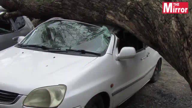 WATCH: Tree Falls On 3 Parked Cars In Masvingo