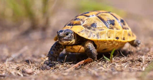 Woman Threatens Boss With Tortoise Over Unpaid Wages