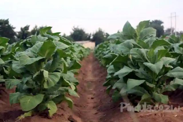 ZANU PF Official To Lose Farm