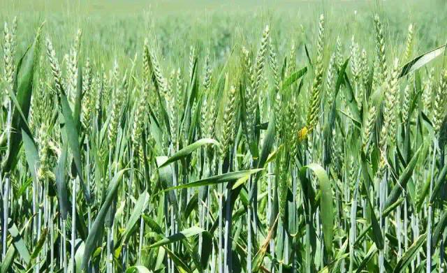 ZESA Increases Power Allocation To Wheat Farmers to 150 MW