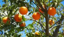 "Zimbabwe Finalising Preparations To Start Citrus Exports To China" - Minister