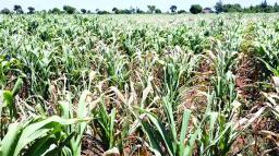 Mnangagwa Pledges Sufficient Food Security Amid El Niño-induced Drought